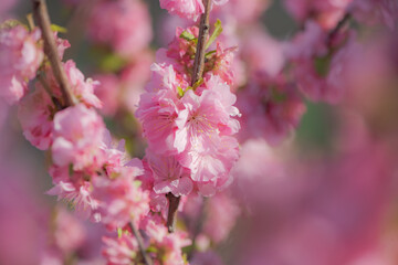 In spring, the garden is blooming with red leaves and blue peach flowers