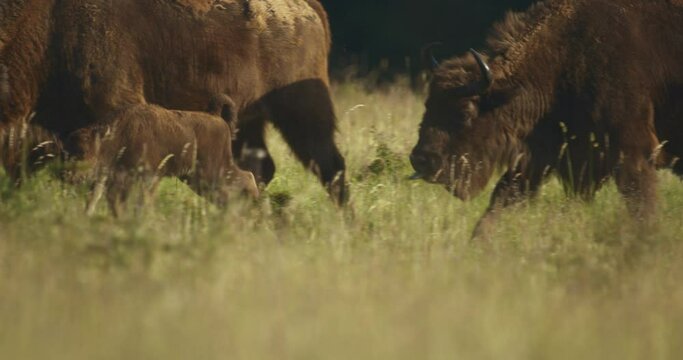 European Bison. Calves In The Herd In Summertime Slow Motion Image