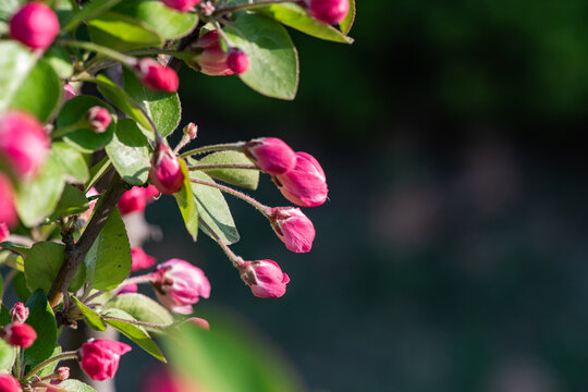 Beautiful begonia flowers in bud