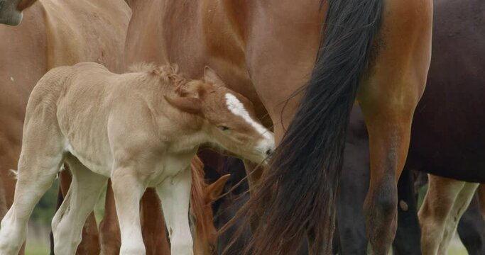 A Murakozi horse nursing its foalClose-up Image