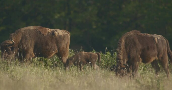 European Bison. Calves In The Herd In Summertime Slow Motion Image