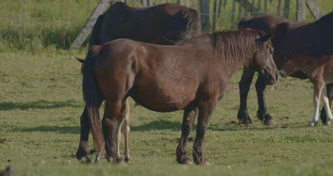 Murakozi horses grazing in the meadow with their foals Slow Motion Image