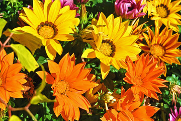 カラフルなガザニア