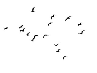 The mystery of the birds - El misterio de las aves