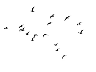 Rolgordijnen The mystery of the birds - El misterio de las aves © Andres