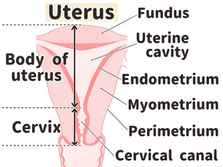 Obraz premium Labeled diagram of uterus anatomy PNG