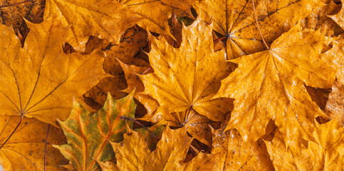 Background of dry yellow maple leaves close up.