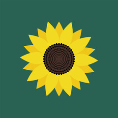 Plant.Sunflower icon on green background top view. Vector illustration.