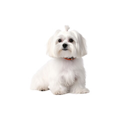 Obraz premium Maltese dog breed no background