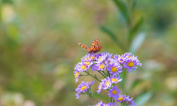Orange butterfly on tartar aster flower. Aster tataricus, known as Gaemichwi in Korean. butterfly is Polygonia