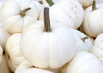 Top view flat lay of many autumn white Cucurbita maxima pumpkins in a pile. Popular holiday decoration.