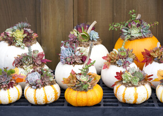 Miniature pumpkins decorated with succulents and cactus plants on metal grating surface, wood fence in background.
