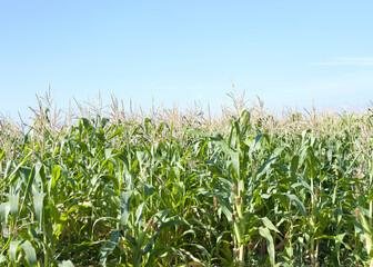 Field of corn growing with blue sky in background. Ears of corn ripe on the stalks.