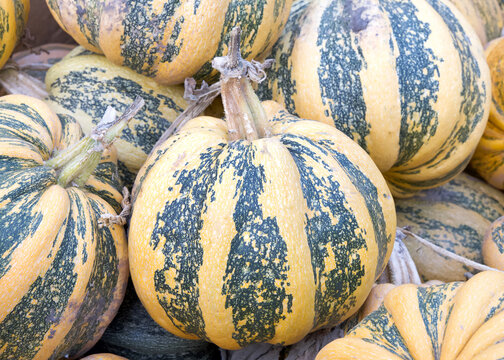 American Tondo, an old Italian variety. Thick ribs and deep green bands against an orange background