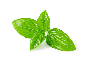 Basil leaves on white background.