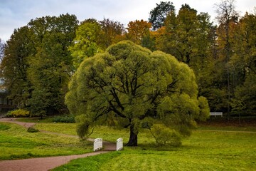 luxurious willow in the park 