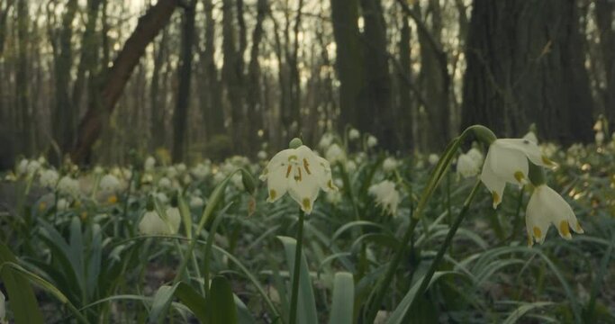 White Spring Snowflake Flowers Leucojum Vernum Springtime Background