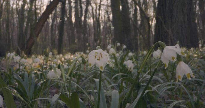 White Spring Snowflake Flowers Leucojum Vernum Springtime Background