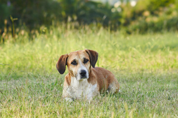 red and white dog in the park. Mix of breeds in nature in sunny weather. charming pet