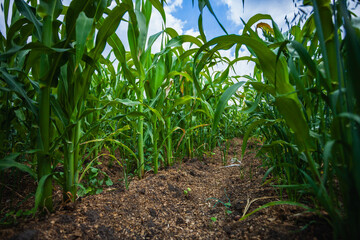 Morning Majesty in Mexico's Maize Field