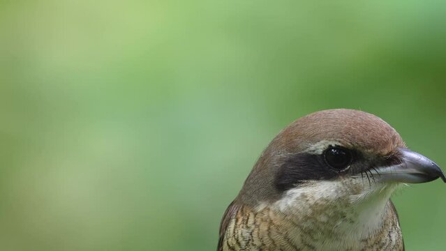 Nature wildlife footage of Graceful Brown Shrike A Master of Stealth and Precision in the Wild