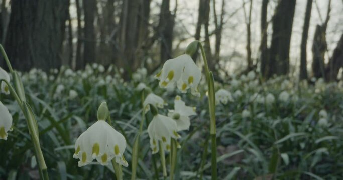 Spring Snowflake Leucojum Vernum
