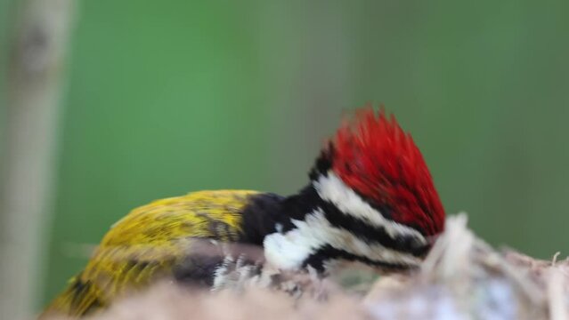 Nature wildlife common flameback woodpecker drilling bark tree finding food like insect in nature