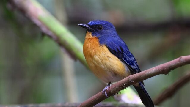 Nature wildlife footage of Dayak blue bird Endemic of Borneo bird on deep jungle forest in Sabah, Borneo