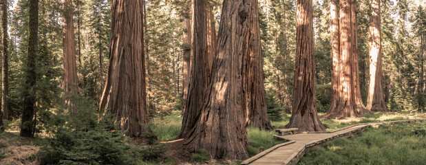 Panorama of forest of tallest sequoia trees with wooden walk path in California national park, usa