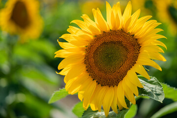 Fototapeta premium Sun flower