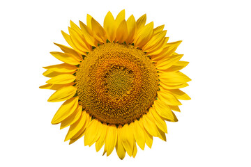 Fototapeta premium Sun flower