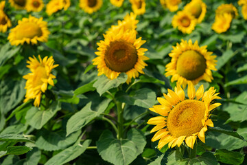 Sun flower