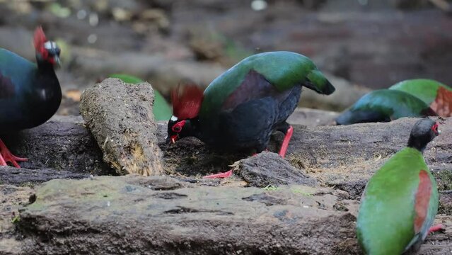 group of crested partridge (Rollulus rouloul) also known as the crested wood partridge, roul-roul, red-crowned wood partridge on deep forest jungle. 