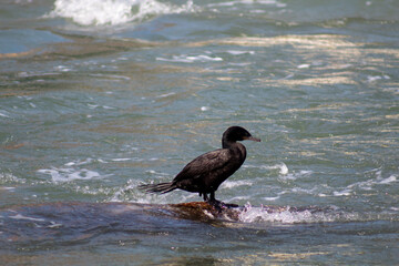 Neotropic Cormorant on the beach