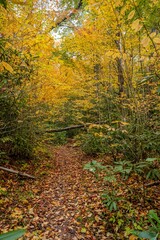 autumn mountain scene