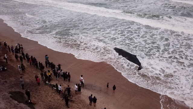 Baleia Encalhada na Praia de Florian&oacute;polis