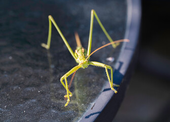 Detail of a large green Carolina Mantis insect