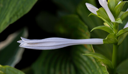 Detail of the closed flower of the Hosta plant