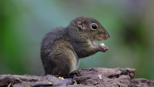 Cute Ground Squirrel eating jungle fruit on rainforest jungle