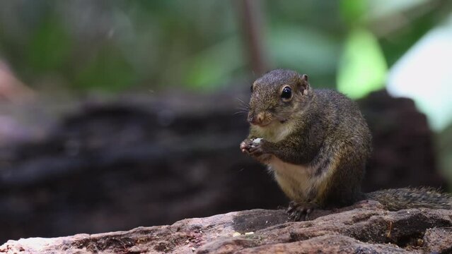 Cute Ground Squirrel eating jungle fruit on rainforest jungle