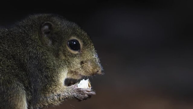 Cute Ground Squirrel eating jungle fruit on rainforest jungle