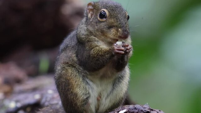Cute Ground Squirrel eating jungle fruit on rainforest jungle