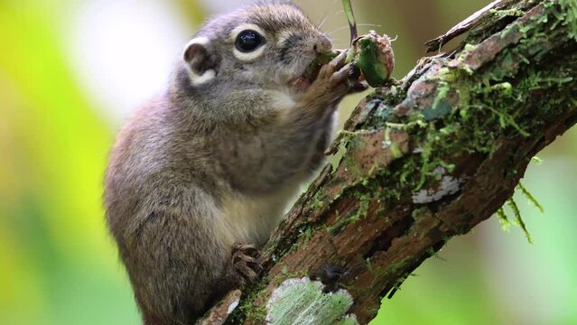 Cute Ground Squirrel eating jungle fruit on rainforest jungle