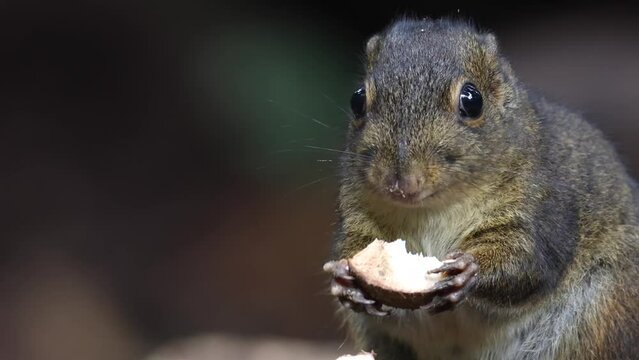 Cute Ground Squirrel eating jungle fruit on rainforest jungle