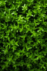 Fototapeta na wymiar background texture of green grass 