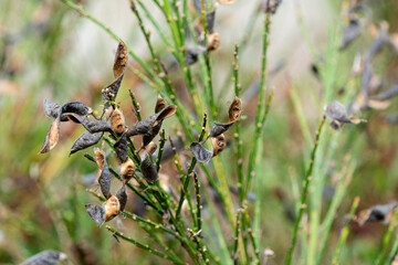 An image of a cluster of dried and opened Scotch Broom seed pods still on the shrub branch.