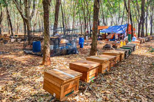 Flying bees. Wooden beehive and bees in farm at rubber forest , Binh Phuoc, Vietnam