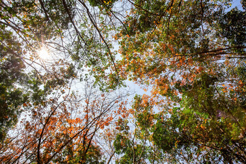 A tree that produces the latex from which rubber is manufactured, Rubber tree plantation investments, New investment strategies in &ldquo;white gold&rdquo;. Binh Phuoc, Vietnam