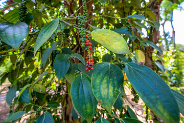 Black pepper - plant with green berries and leaves, farm at Binh Phuoc, Vietnam