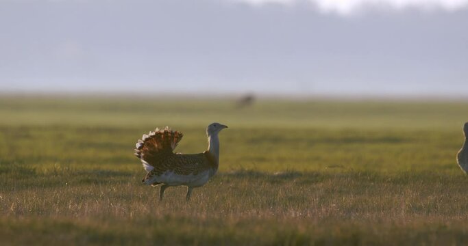 Great Bustard Otis Tarda in the field in the spring sunshine Slow Motion Image